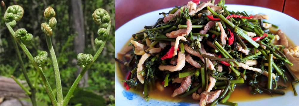 谷雨时节云南特色野菜!