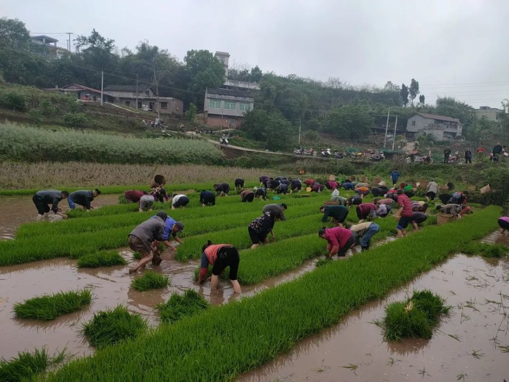 hello grain rain谷雨时节种谷天,干旱高票忙种田;水稻插秧好火候,种