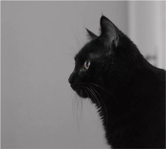 纯黑色的猫咪