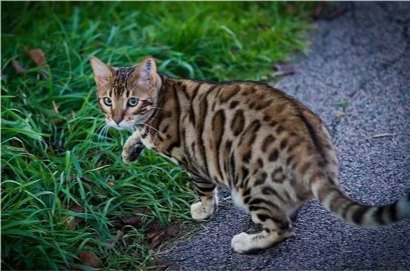 豹猫身上的花纹像豹子一样呈点状4,细纹斑又称多层色,每根毛的毛尖和