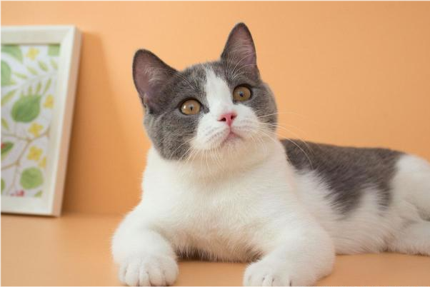 英短蓝白是目前最受欢迎的双色猫咪之一