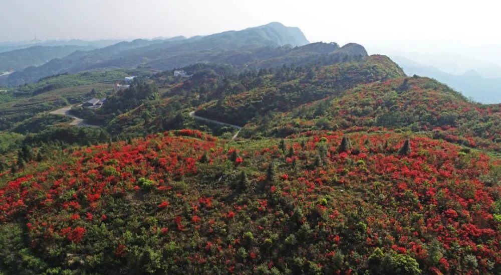 兴义白龙山:杜鹃花开映山红