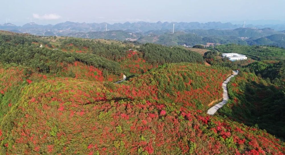 兴义白龙山杜鹃花开映山红