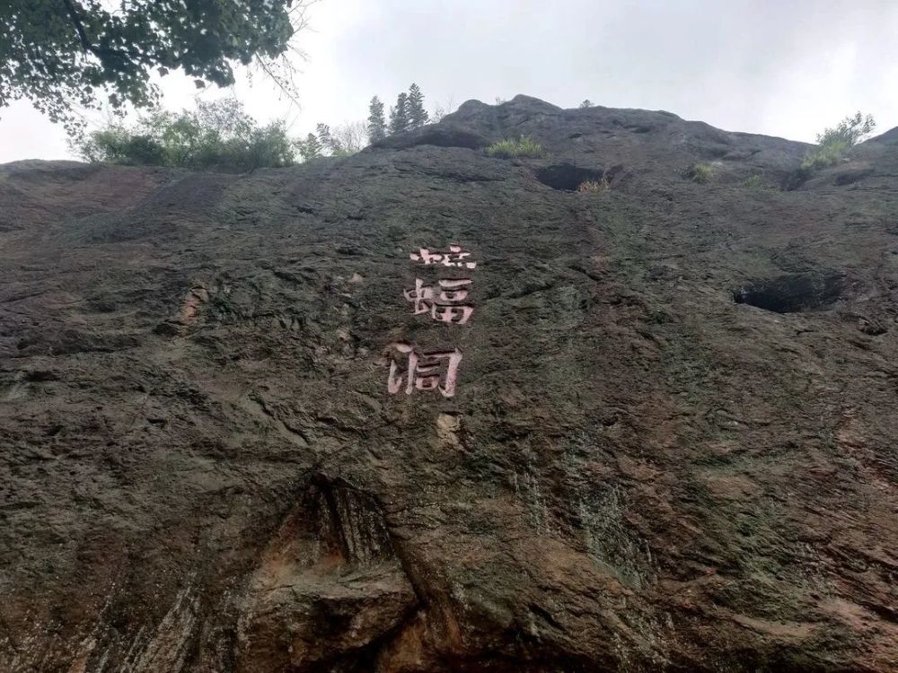 蝙蝠洞,位于齐头山海拔802米之处,周边茶园多是乱石堆中所生,茶树是上