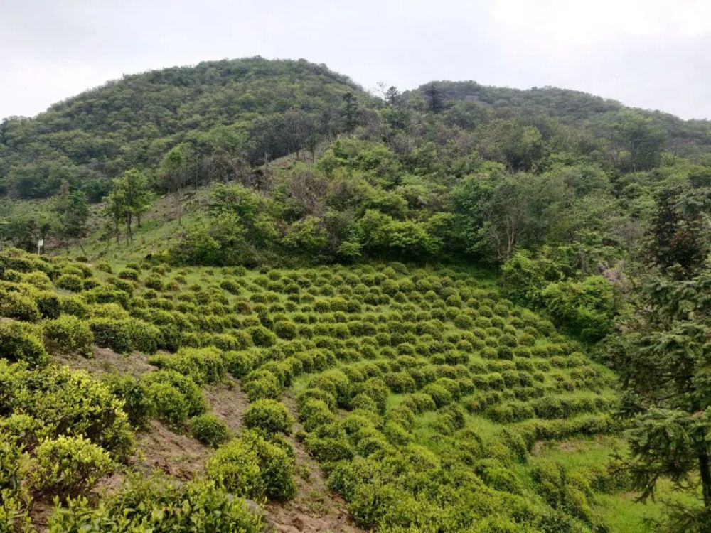 十大名茶最低调的六安瓜片,已开始全面复苏