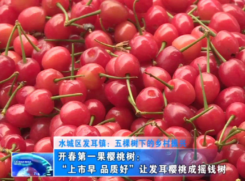 开春第一果樱桃树:"上市早,品质好"让发耳樱桃成摇钱树