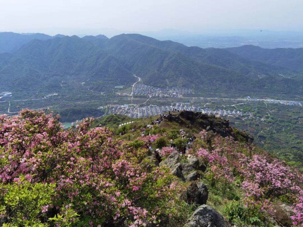 一年一度的杜鹃花节,打卡奉化金峨山网红花海,错过再等一年