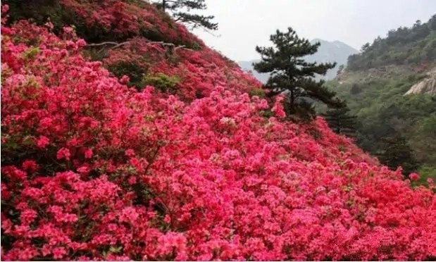 再续杜鹃花情缘,江西这些地区可还行呀