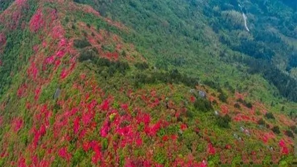 再续杜鹃花情缘,江西这些地区可还行呀