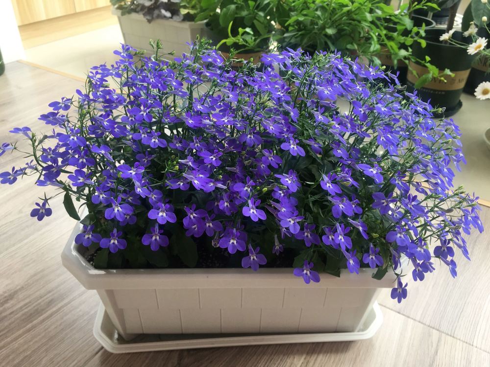 这种花名叫"翠蝶花",别名半边莲,六倍利等,为桔梗科多年生草本花卉