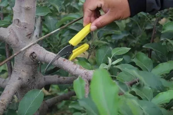 冻害|果树|花芽|树势|花果|疏花疏果