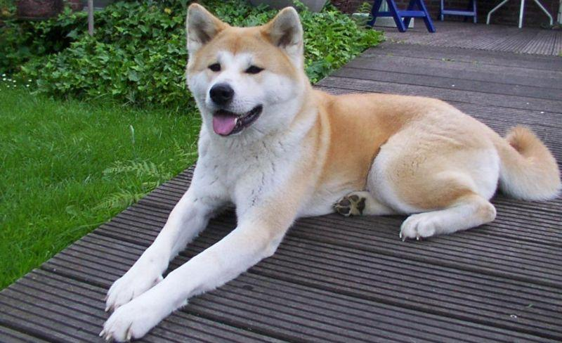 继狗狗币之后,秋田犬(akitainu)是否值得长期持有?