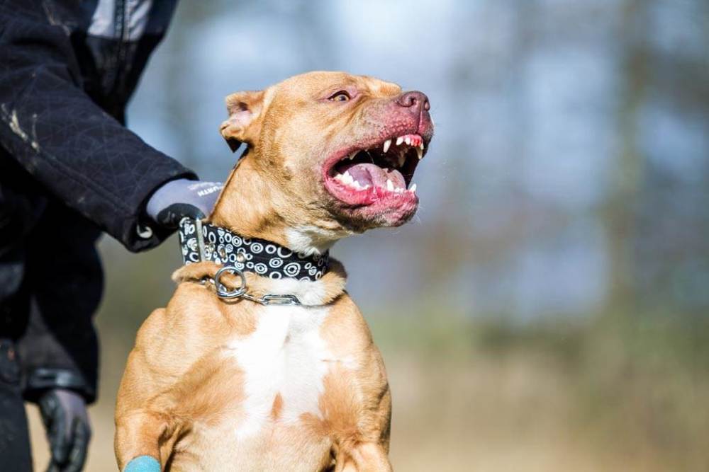 将十只凶猛的比特犬,和一只老虎关在一起,老虎能坚持多久?