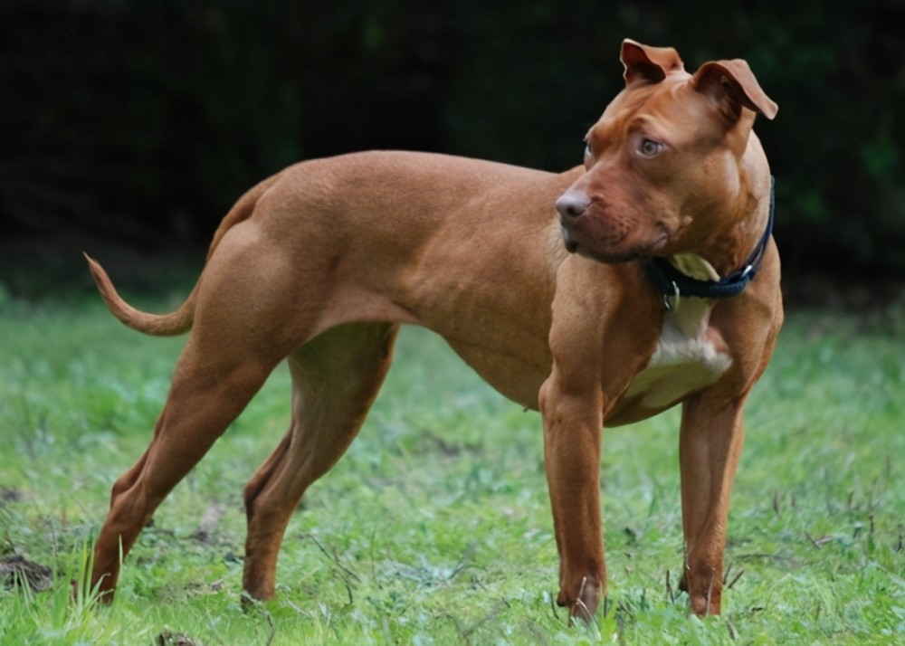 将十只凶猛的比特犬,和一只老虎关在一起,老虎能坚持多久?