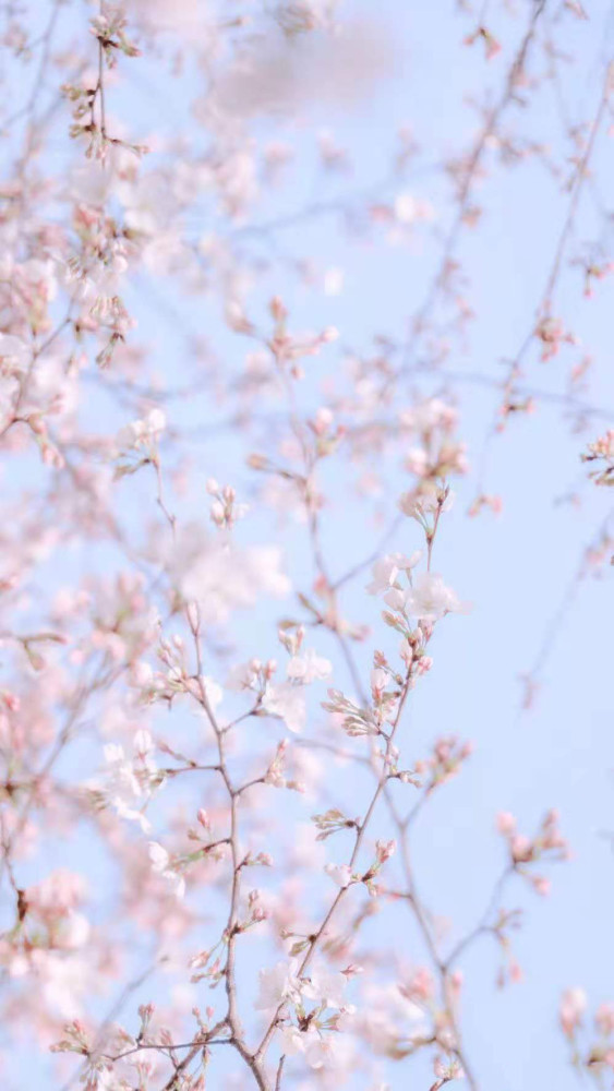 壁纸|春日樱花 让你的手机屏幕也浪漫起来吧