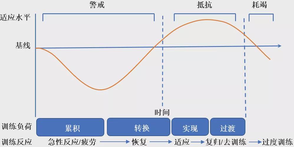 从科学生物学角度告诉你为什么健身要经常换动作才能有效增肌