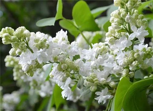 奇妙丁香花:没开花时"光杆杆",花期到了"爆枝头"!