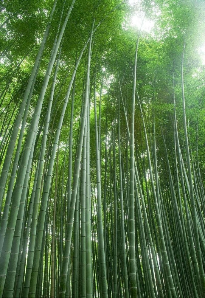 其实,在前面的4年时间里,竹子将根在土壤里延伸了数百平米. 做基金