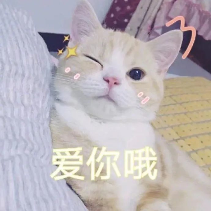 小猫咪表情包爱你哦