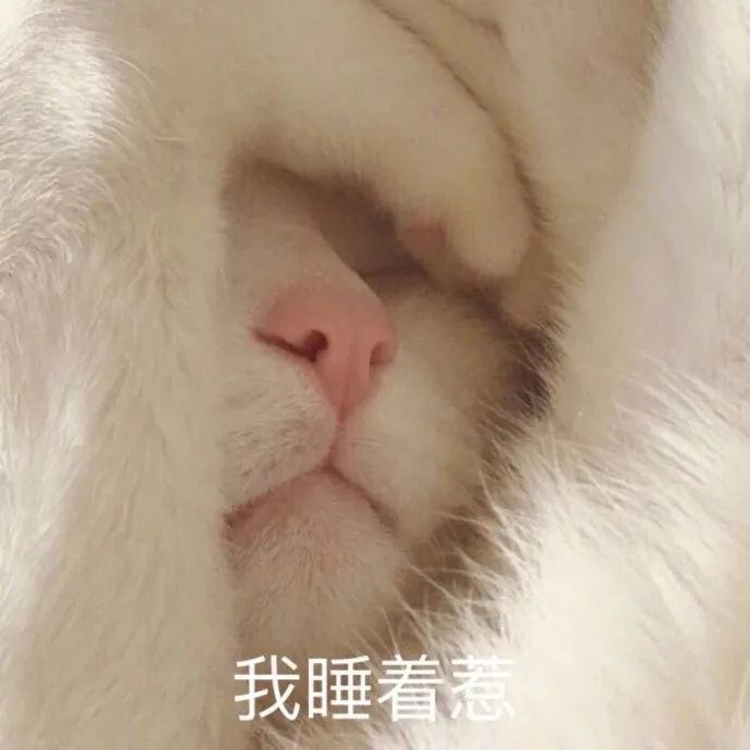 小猫咪表情包:爱你哦