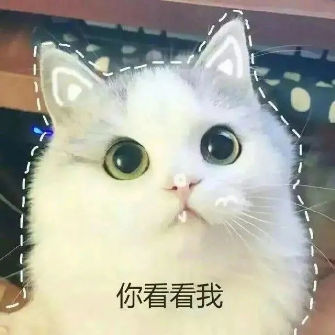 小猫咪表情包:爱你哦