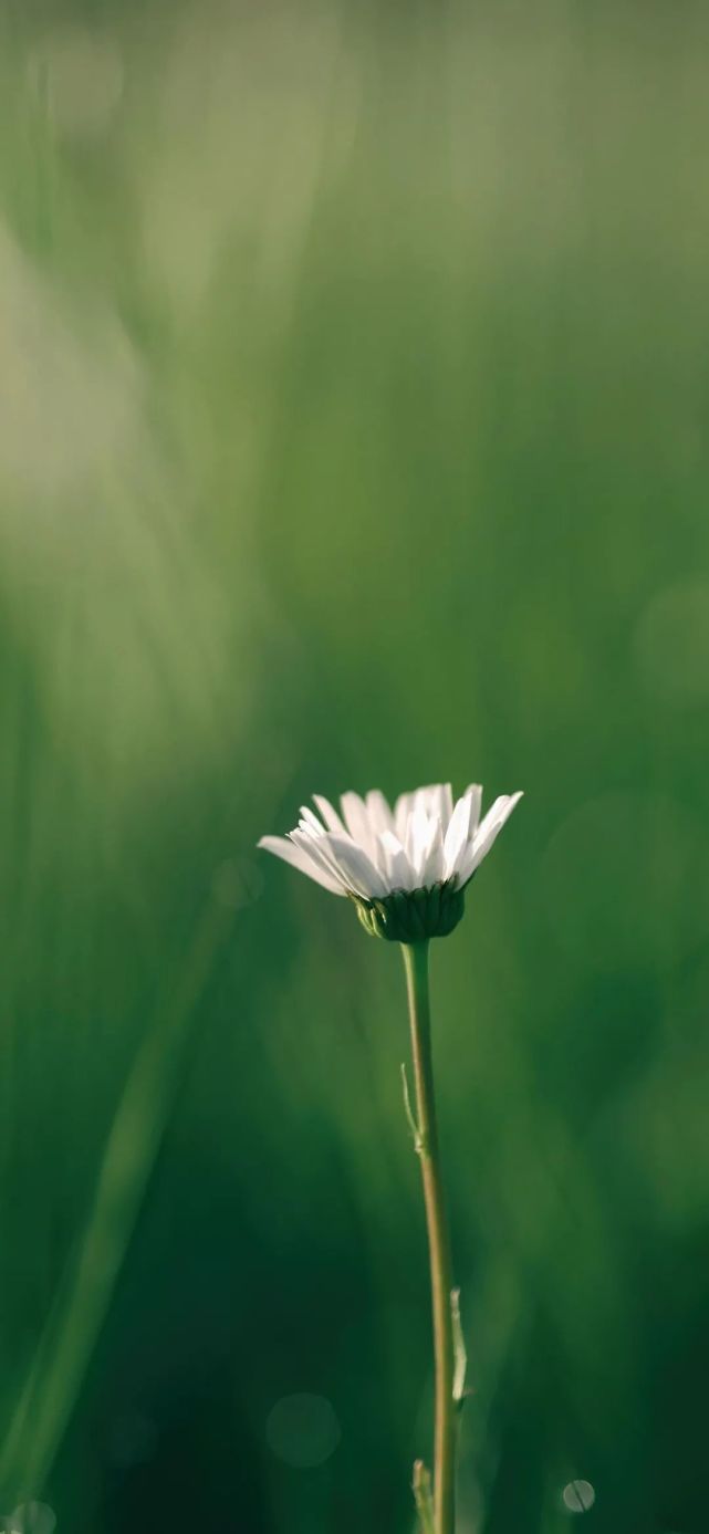 iphone壁纸|精美苹果壁纸高清
