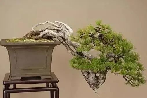 盆景露根十大技法