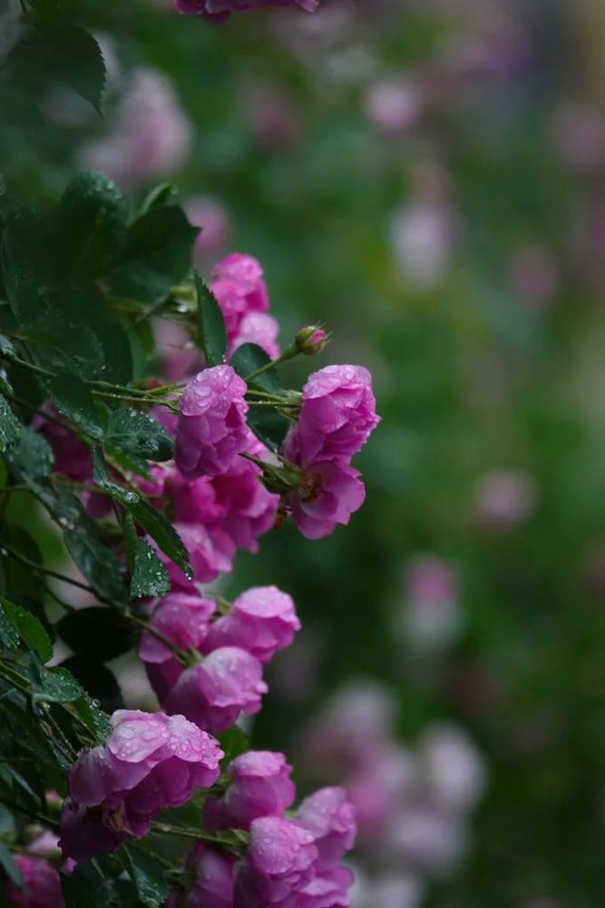 雨中蔷薇凝春露,满眼五彩芬芳舞