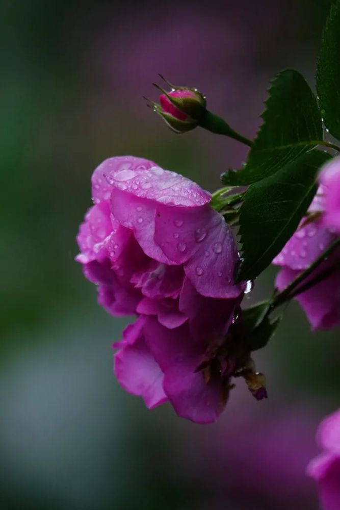 雨中蔷薇凝春露,满眼五彩芬芳舞