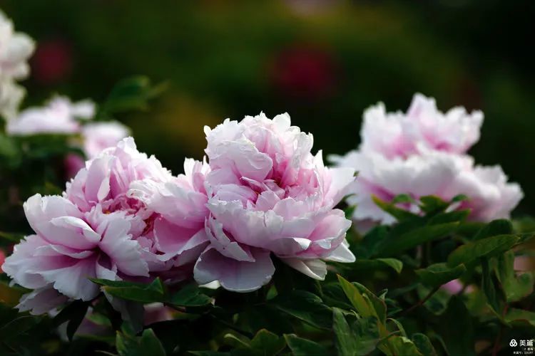 牡丹千姿百态容,花开富贵惊洛神