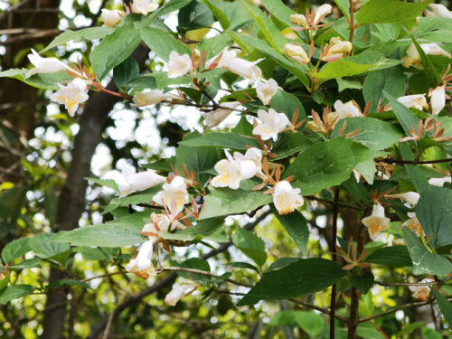 四海山森林公园六道木纷纷开花