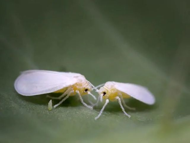 一些烟粉虱利用植物基因,使其食物中的毒素变得无害丨getty