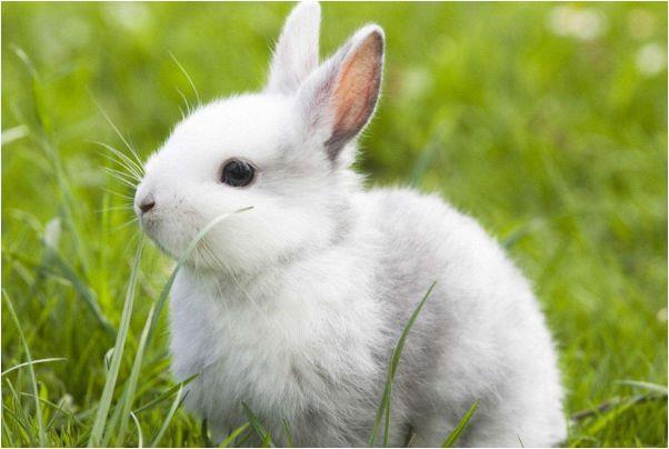 周公解梦，梦见长毛兔的毛长长并且长大的寓意与启示