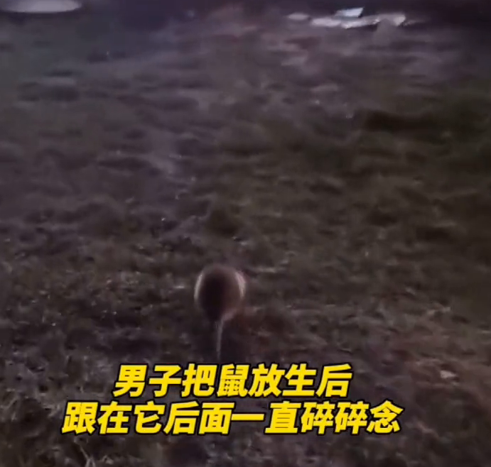 梦境追踪，解读梦见一条很大的蛇跟着我的深层含义