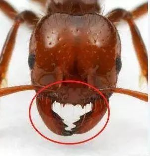 当红火蚁的蚁巢受到干扰时,工蚁会迅速涌出巢穴攻击入侵者