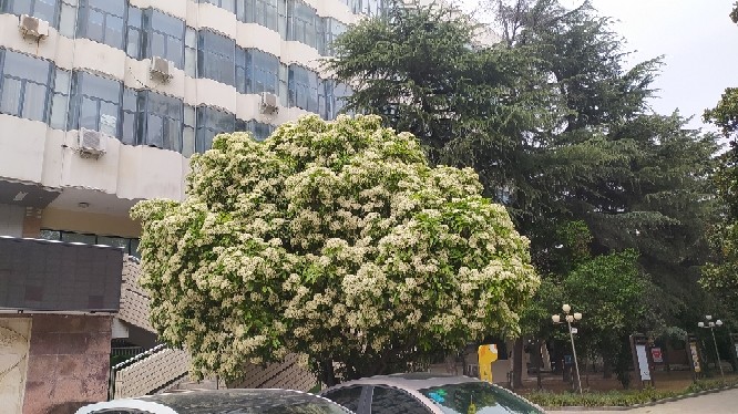 为臭名昭著的石楠花正名