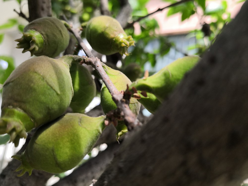 小区里的腊梅又结果子了