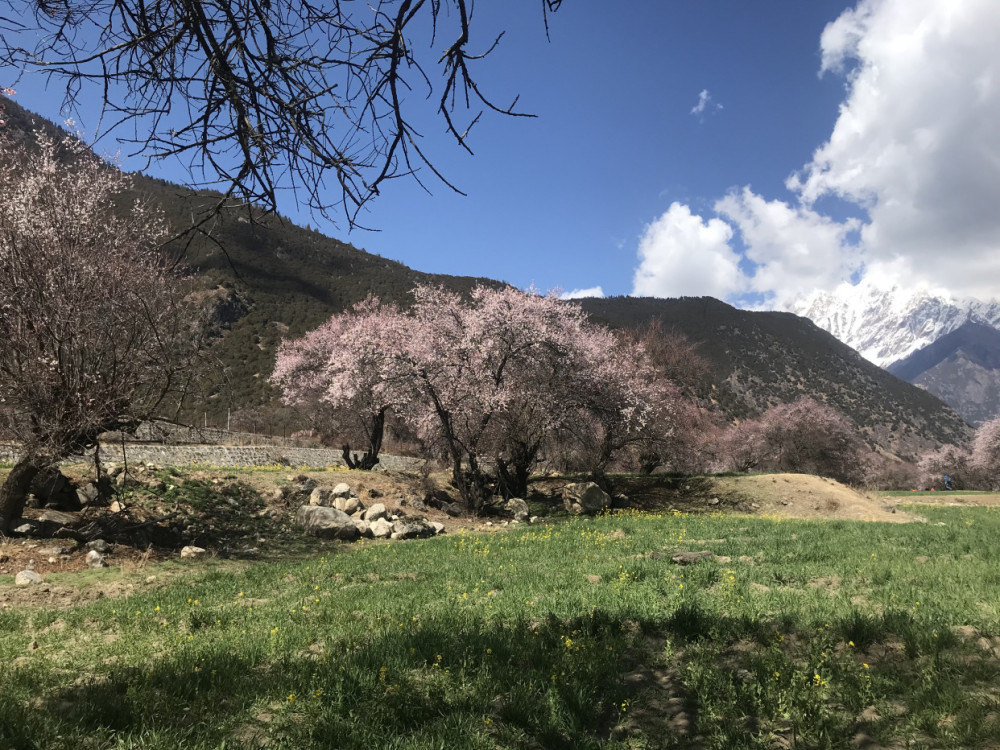 318川藏线之旅之索松村桃花