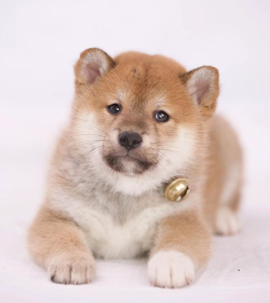 柴犬智商排名_柴犬智商排名第几
