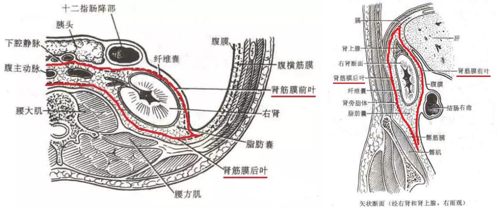 腹膜后间隙位于后腹部,是壁腹膜与腹横筋膜之间的间隙及其内解剖结构