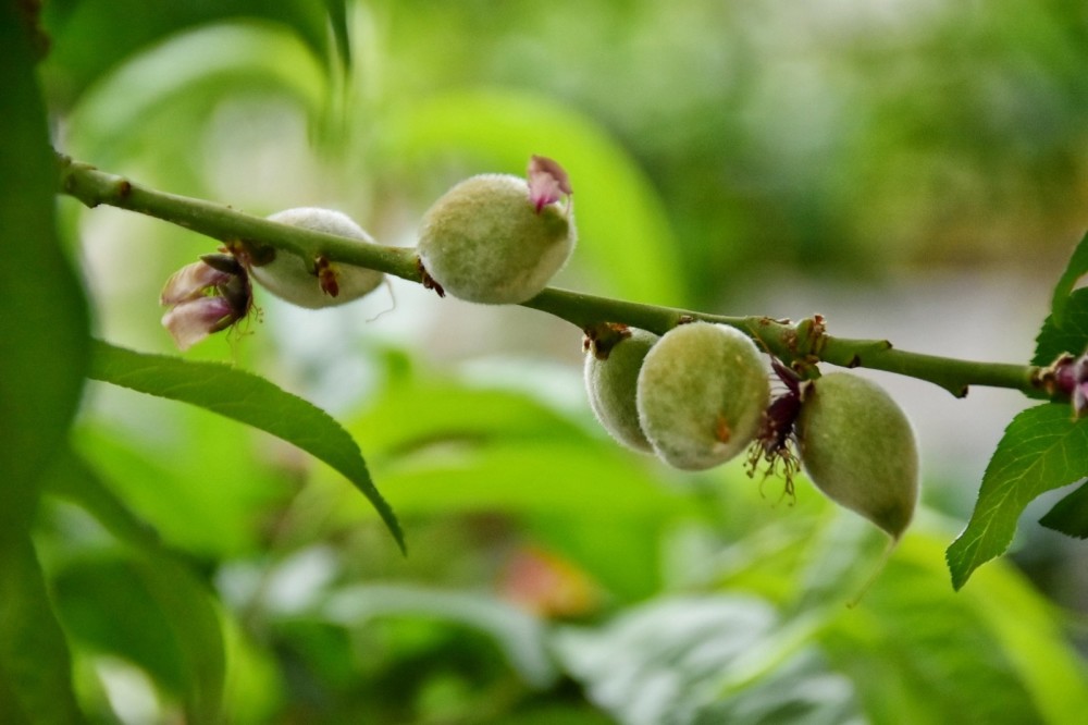 桃树幼果膨大最快的方法,最好用的膨果肥,膨果快防落果增产30%