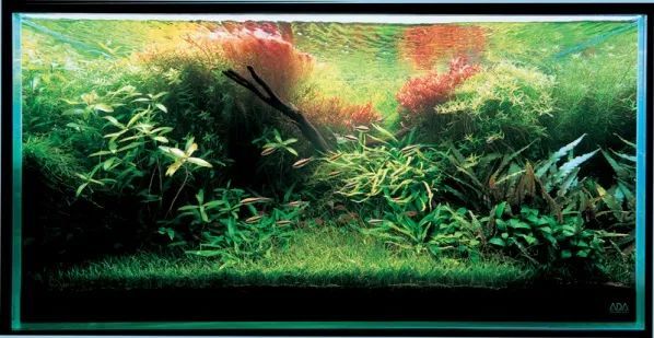 水草造景技巧小白看完直接参赛