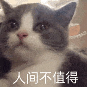 不看后悔!|独一无二的猫猫表情包 巨可爱