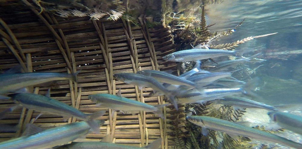 从家乡抚仙湖的"珍稀动物"抗浪鱼可窥见云南的生物多样性