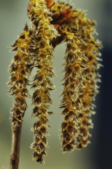 毛白杨雄花序开花后的样子毛白杨雄花毛白杨雄花序毛白杨雌株和幼嫩的