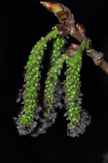 毛白杨雌株和幼嫩的果序毛白杨雌花序毛白杨雌花毛白杨雌花毛白杨蒴果