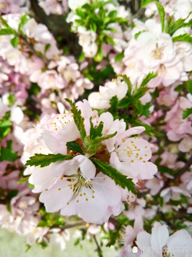乌鲁木齐市街头榆叶梅有粉的有白的花团锦簇好漂亮