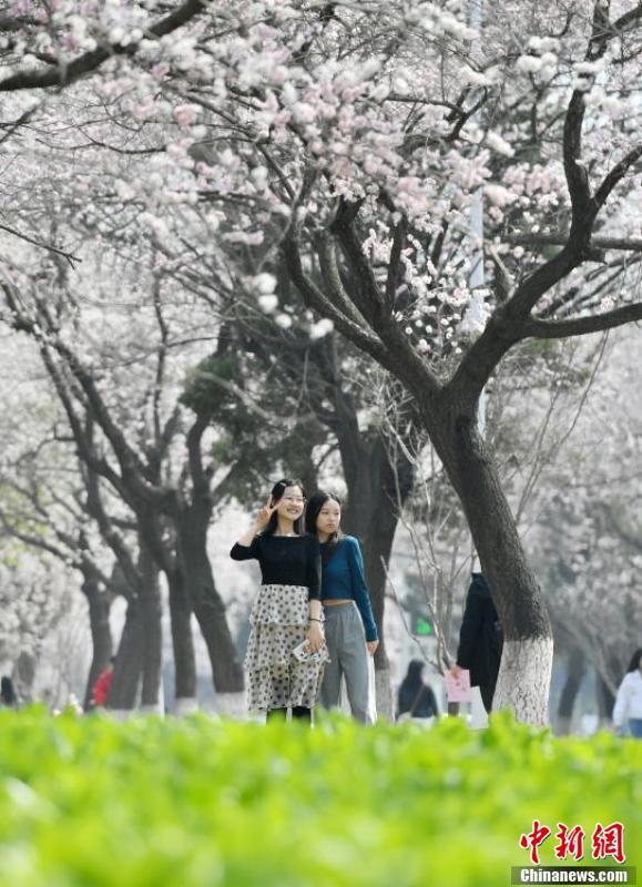 杏花绽放吉大校园