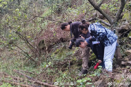 杭州网友深山发现神秘幽灵草 也叫"冥界之花"生长地点