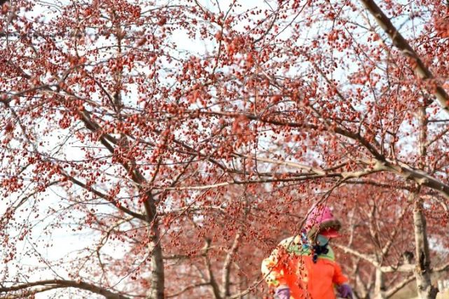 【云游鞍山】春天一树花 秋冬果满枝